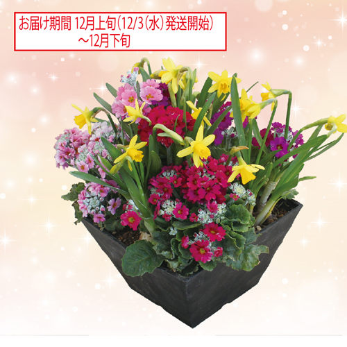 華やか寄せ植え