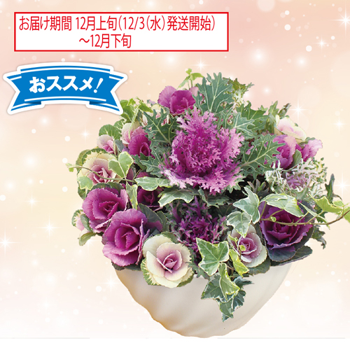 ハボタン寄せ植え