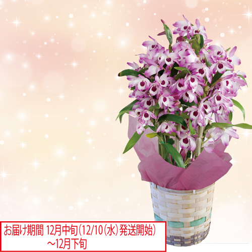 デンドロビウム