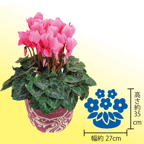 シクラメン５号鉢