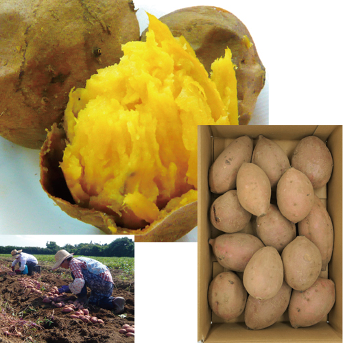 種子島産「安納いも」