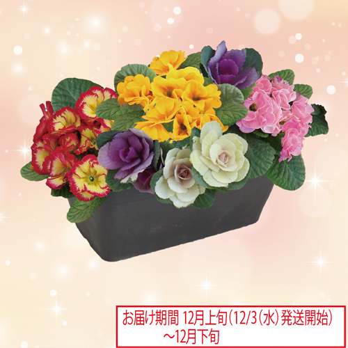 プリムラコンテナ